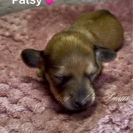 Patsy - Red female Dachshund puppy in Jena, Louisiana from Amy’s Mini Doxies