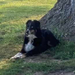 Lucy - Australian Shepherd