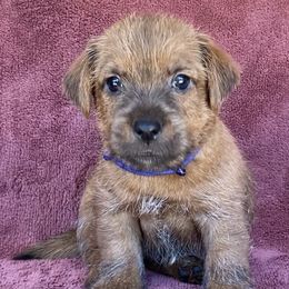 Blue Collar Male - Red Norfolk Terrier puppy in Bristol, Tennessee from Holston Hollow Farm