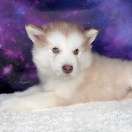 Green collar - Red and white Alaskan Malamute puppy in Spokane, Washington from Asgard Wooly Malamutes