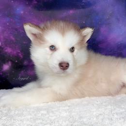 Green collar - Red and white Alaskan Malamute puppy in Spokane, Washington from Asgard Wooly Malamutes
