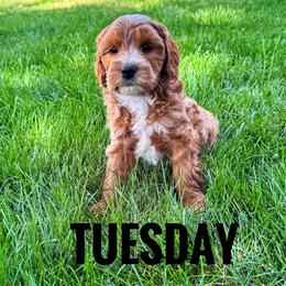 Tuesday - Red  male Goldendoodle puppy in Bountiful, Utah from Red Brick Doodles