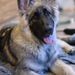 Jamming - Gray sable female Shiloh Shepherd puppy in Tenafly, New Jersey from Island Shilohs