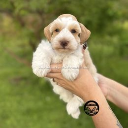 AKC RED WHEATEN PARTI - Parti male Miniature Schnauzer puppy in Lake Placid, Florida from Love Giver Schnauzers