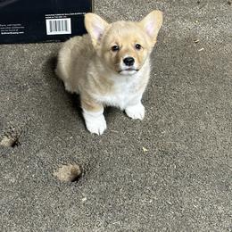 Pink - Fawn female Pembroke Welsh Corgi puppy in Wyoming, Illinois from Cardinal Corgis