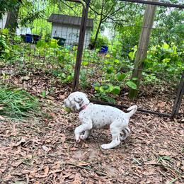 Periwinkle(LUA) - White and liver brown female Dalmatian puppy in Wilson, North Carolina from New Horizonz Dalmatians