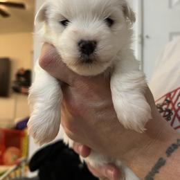 Kosher - White male Coton de Tulear puppy in Sun Prairie, Wisconsin from Firebird Show Dogs