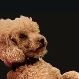 Dunn - Poodle