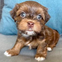 Anna - Red brindle female Havanese puppy in Orlando, Florida from Pixie Dust Havanese