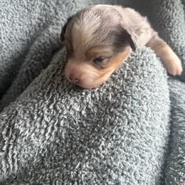 Micah - Blue merle female Toy Australian Shepherd puppy in Union Grove, North Carolina from Grove Farm