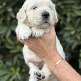 Golden Retriever Puppies from Sanctuary Ranch Goldens