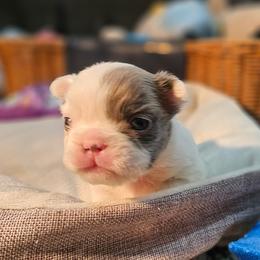 French Bulldog puppies from AVM Frenchies