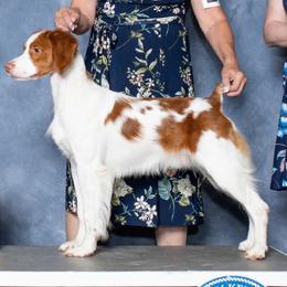 Kaycee - Orange and white male Brittany puppy in Alburtis, Pennsylvania from Triumphant Kennels
