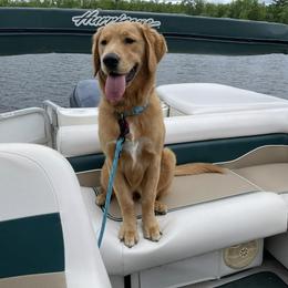 Goldendoodle and Golden Retriever All Grown Up from The Farm at Saluda Ridge