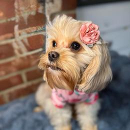 Raja - Cavapoo