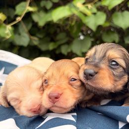 Dachshund puppies from Under the Stars Minis