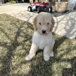 Goldendoodle Puppies from Johnson & Co Doodles