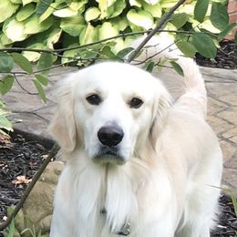 Dexter - Golden Retriever