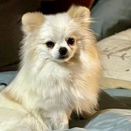 Yuna - Pomeranian