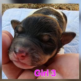 Reserved for Tami - Black white and tan female Rat Terrier puppy in Kennewick, Washington from SUNSHINE DECKERS WASHINGTON