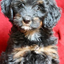 Ruffle - Phantom female Bernedoodle puppy in Muskogee, Oklahoma from Lawler’s Legacy Litters