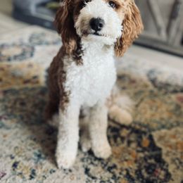Aussiedoodle and Miniature Australian Shepherd All Grown Up from Little Puppy Co.