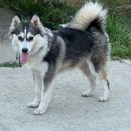Sweetie - Black and white female Pomsky puppy in La Verne, California from Red Cedar Pomskies