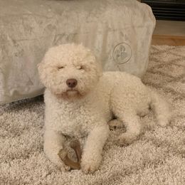 Radar - Lagotto Romagnolo
