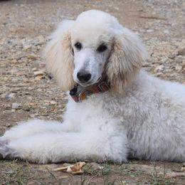 Poodles from Clicks Standards