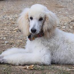 Poodles from Clicks Standards