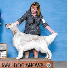 Poppy - English Setter