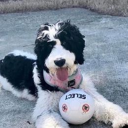English Springer Spaniels and Springerdoodles from Curly Top Kennels