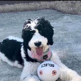 English Springer Spaniels and Springerdoodles from Curly Top Kennels