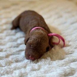 Gouda - Apricot female Goldendoodle puppy in Snohomish, Washington from Doodles of Snohomish
