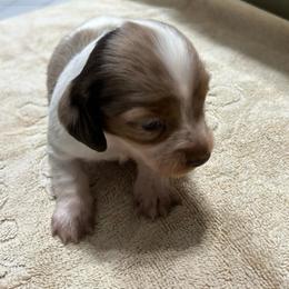 Girl 1 - Piebald female Dachshund puppy in Miami, Florida from Marble Dachshunds