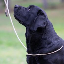 Lexi - Labrador Retriever