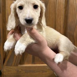 Dachshund Puppies from 3B Doxies