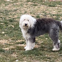 Old English Sheepdog Puppies from Heavinly Blessings Farm Pups - Old English Sheepdog Puppies