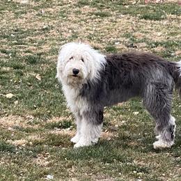 Old English Sheepdog Puppies from Heavinly Blessings Farm Pups - Old English Sheepdog Puppies