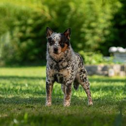 Striker  - Australian Cattle Dog
