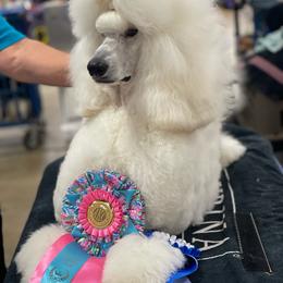 Poodle puppies from Graybark Standard Poodles
