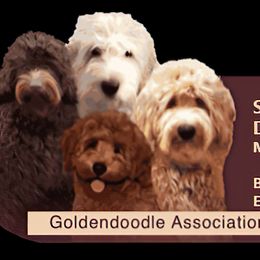 Goldendoodles from Sugar Bay Doodles