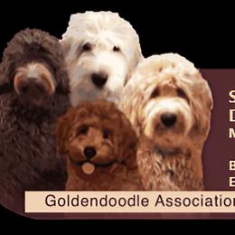 Goldendoodles from Sugar Bay Doodles