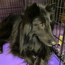 Afghan Hounds and Belgian Sheepdogs from Celebre