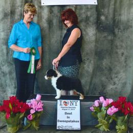 Australian Shepherd Puppies from Windmere Aussies