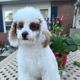 Sophie violet - Parti female Poodle puppy in Waukegan, Illinois from LaPoodles