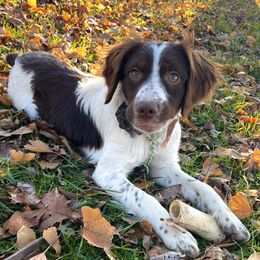 Darla - Brittany