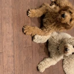 Goldendoodles and Labradoodles from Tanque Verde Doodles