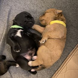 Schnoodle Puppies from Noodle Tings Puppies