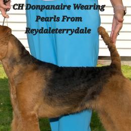 Airedale Terriers from Donpanaire Airedales